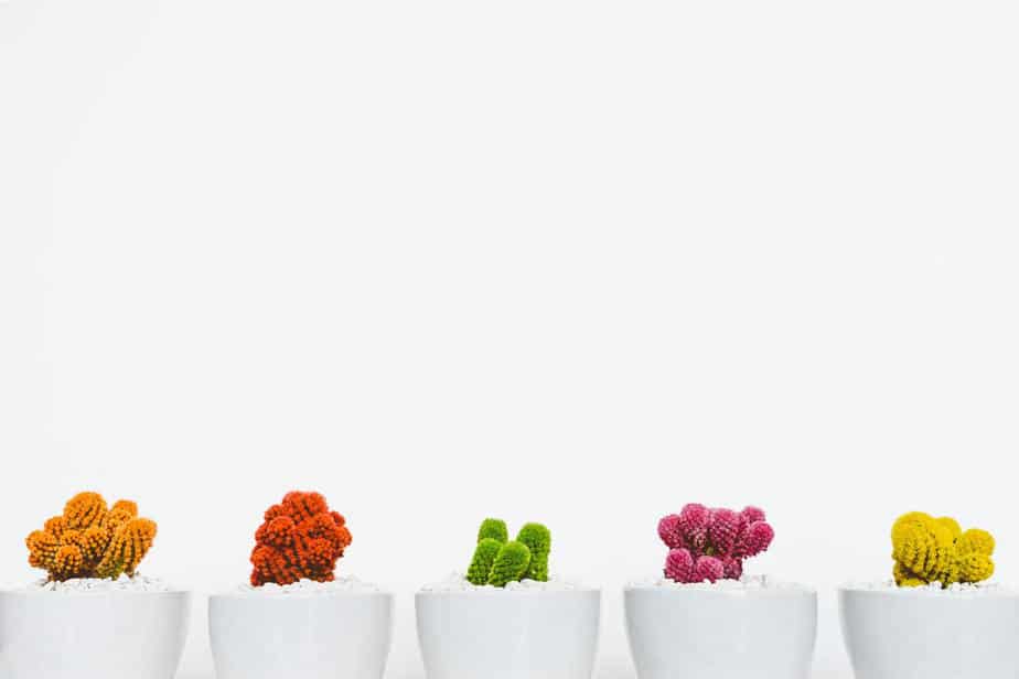 colorful-cactus-pots